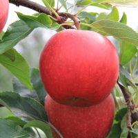 Crimson Crisp Apple sad testowy Jankowski i syn